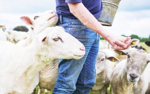 Πρώτο κρούσμα ευλογιάς των προβάτων στην Κεφαλονιά - Οριοθέτηση ζωνών προστασίας