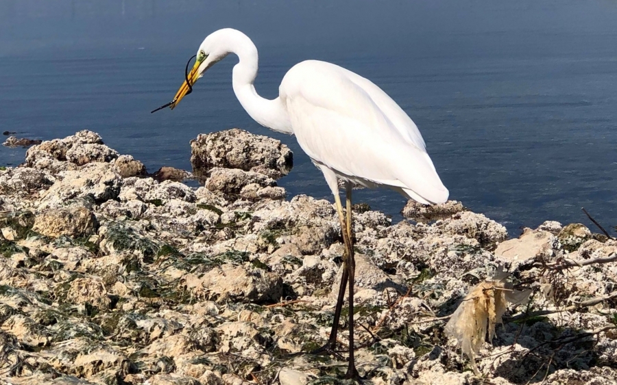 Η στάση ενός πανέμορφου πτηνού στον Κούταβο...(εικόνες)