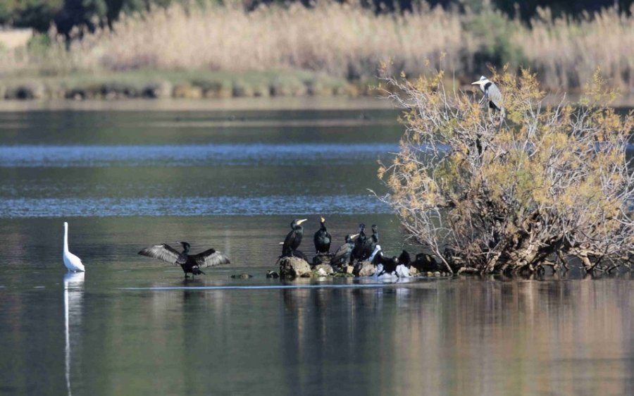 Φορέας Διαχείρισης Αίνου: Μεσοχειμωνιάτικες καταμετρήσεις για το 2022 των υδρόβιων και παρυδάτιων πτηνών σε υγροτόπους της Κεφαλονιάς (εικόνες)