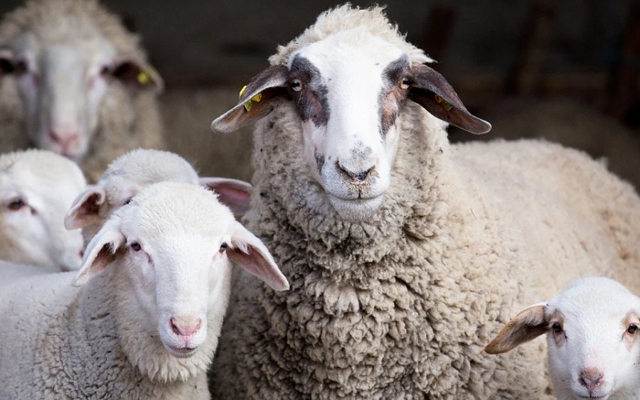 Αγροτοκτηνοτροφικός Σύλλογος: Συνάντηση με τον Δήμαρχο Σάμης για τα αμνοερίφια και την επιβίωση των κτηνοτρόφων