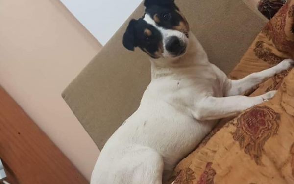 Βρέθηκε το σκυλάκι που είχε χαθεί στην Πάστρα