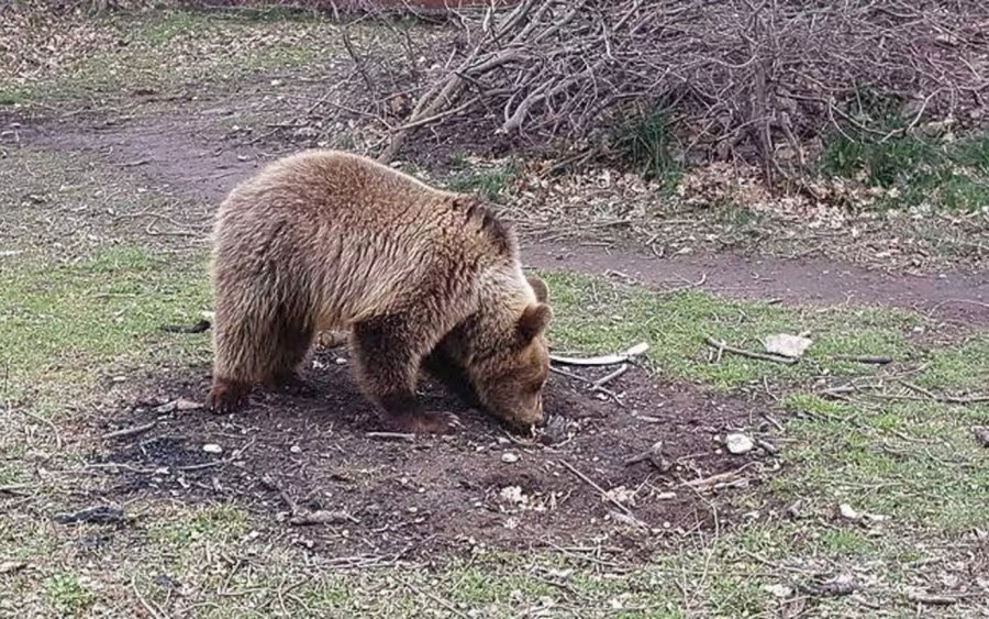 Φλώρινα: Ξύπνησαν οι πρώτες αρκούδες στο Περιβαλλοντικό Κέντρο του Αρκτούρου στο Νυμφαίο