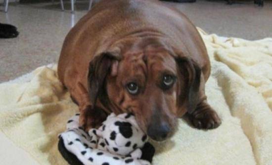 Παχύσαρκος σκύλος λόγω «υπερβολικής αγάπης» 