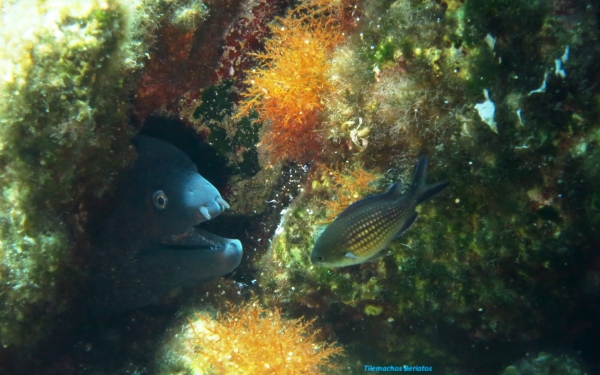 Θαλάσσιοι οργανισμοί της Κεφαλονιάς και της Ιθάκης - Σμέρνα η.. πολυαγαπημένη