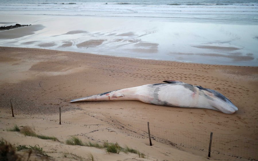 Νέα Ζηλανδία: Δεκάδες φάλαινες-πιλότοι ξεβράστηκαν σε ακτή – Τουλάχιστον 9 νεκρές