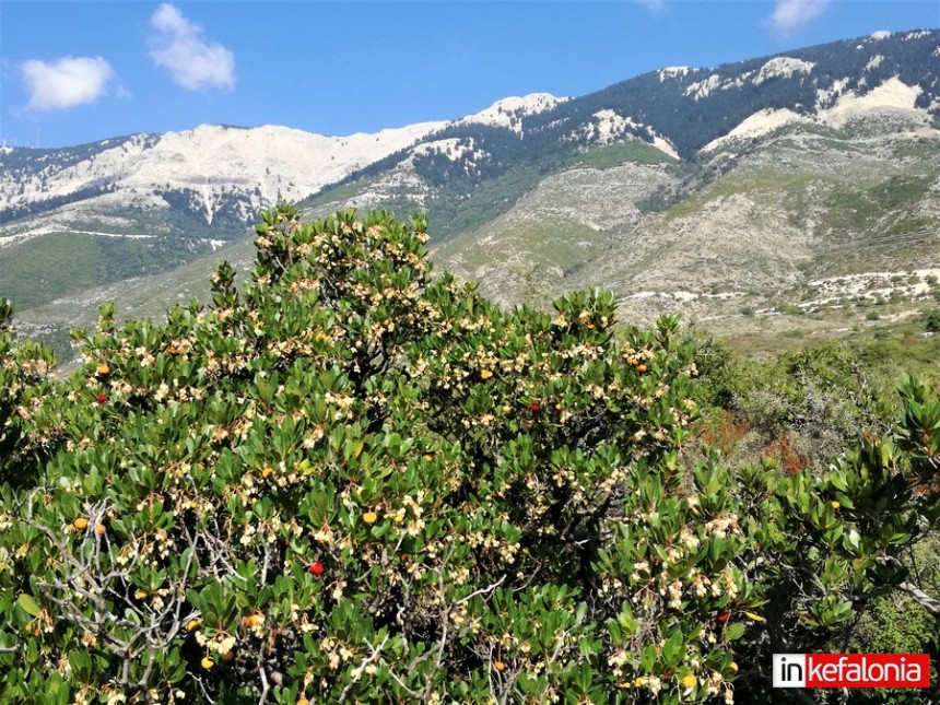 Κούμαρα: Τα περίεργα, εύγευστα φρούτα στην χλωρίδα της Κεφαλονιάς