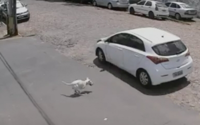 Σάλος στην Ισπανία με viral βίντεο που δείχνει την εγκατάλειψη ενός σκύλου (Video)