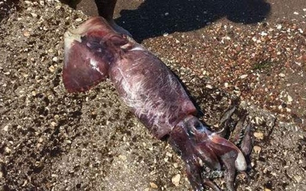 Ψαροντουφεκάς έβγαλε γιγάντιο καλαμάρι, 1,5 μέτρου, στο Ναύπλιο!
