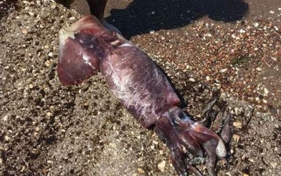 Ψαροντουφεκάς έβγαλε γιγάντιο καλαμάρι, 1,5 μέτρου, στο Ναύπλιο!