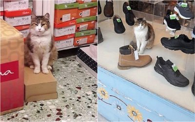 Ληξούρι: Μια δυναμική γάτα...που πήγε να μείνει σε κατάστημα υποδημάτων (εικόνες)