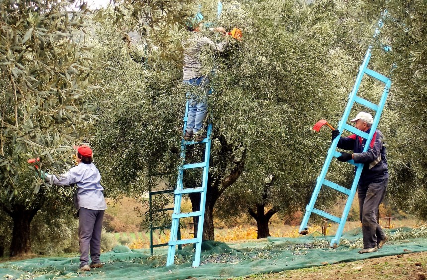 Την προσοχή των ντόπιων ελαιοκαλλιεργητών εφιστά ο Ε.Α.Σ.