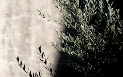 Σπ. Θεοτοκάτος: Υπεραιωνόβιες ελιές: ζωντανά μνημεία που ζητούν σεβασμό και προστασία