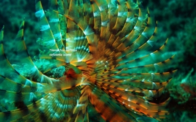 Ο όμορφος Σπειρογράφος- Θαλάσσιοι οργανισμοί της Κεφαλονιάς & της Ιθάκης