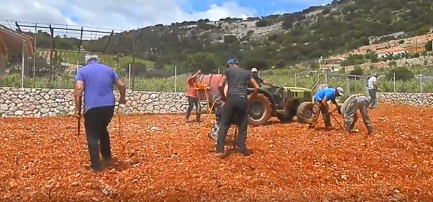 Αναμπέλωση στον Εύγερο (VIDEO)