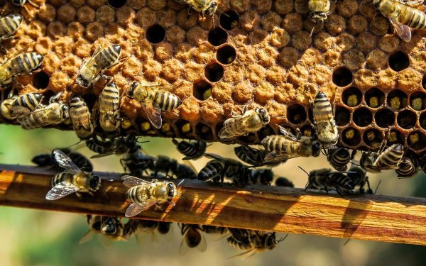 Ε.Α.Σ. : Αποδεικτικά στοιχεία για την αύξηση του αριθμού μελισσοσμηνών