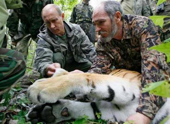 Επικοινωνιακή απάτη ο «άθλος» του Πούτιν να αναισθητοποιήσει τίγρη... 