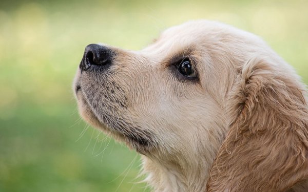 Προσοχή: Φόλες στα Παλιά Βαλσαμάτα – Σώθηκε σκύλος την τελευταία στιγμή