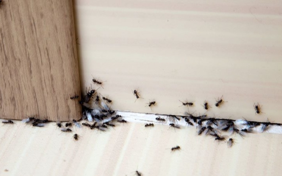 Πώς θα ξεφορτωθώ τα μυρμήγκια χωρίς απεντόμωση;