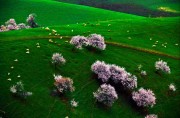 Η απίστευτης ομορφιάς κοιλάδα με τις βερικοκιές στην Κίνα
