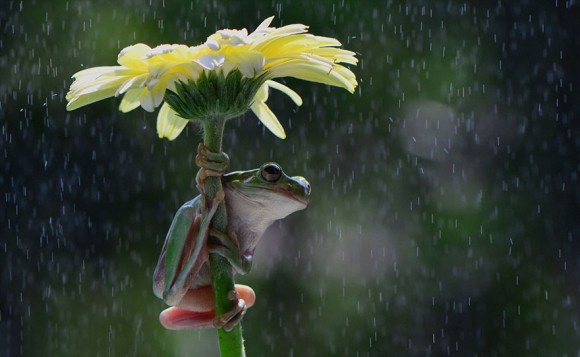 Ζώα κάτω από φυσικές ομπρέλες!