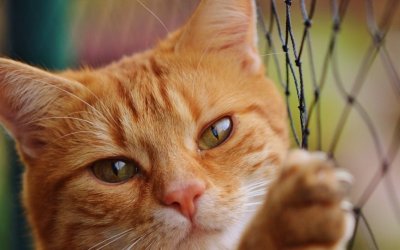 Συνελήφθη 78χρονος για θανάτωση γάτας στην Κέρκυρα- Του επιβλήθηκε 30.000 ευρώ πρόστιμο