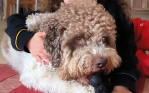 Σοβαρή επίθεση αδέσποτου σκύλου στο Αργοστόλι - Απάντηση Θεόφιλου για το περιστατικό