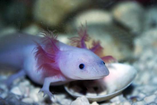 Axolotl: Το πιο χαριτωμένο και ασυνήθιστο θαλάσσιο «τέρας» που έχετε δει ποτέ