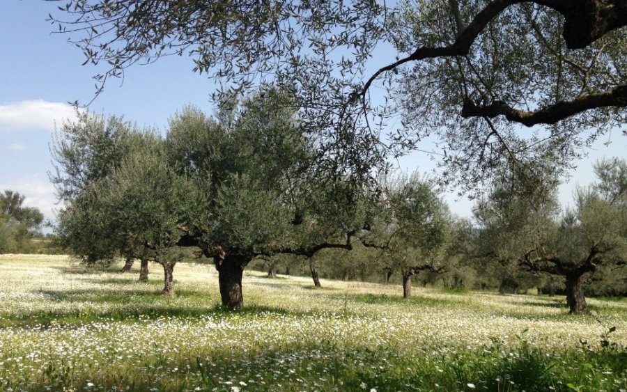 Περιφερειακό Συμβούλιο Ιονίων Νήσων: Τριετές πρόγραμμα δακοκτονίας για την προστασία της ελαιοπαραγωγής