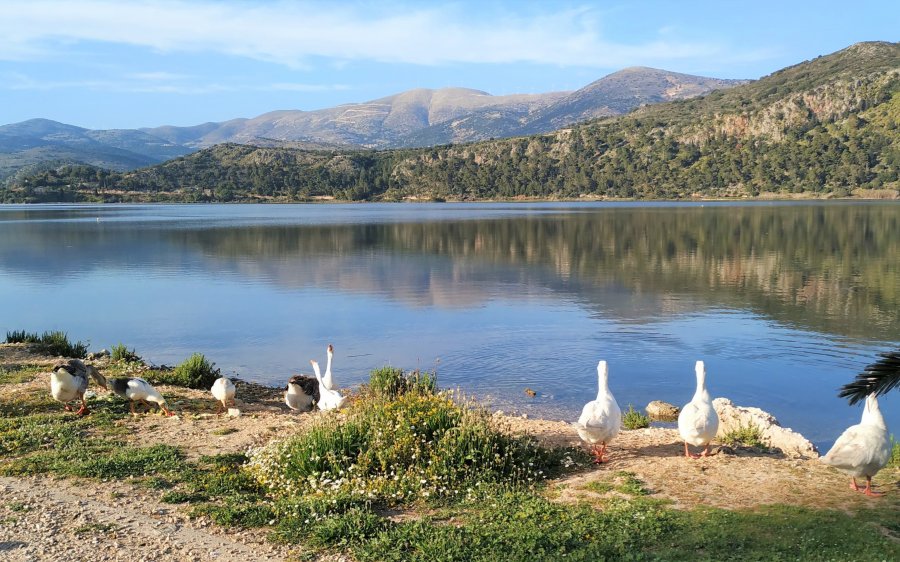 Ανοιξη στην Κεφαλονιά! Υπέροχες εικόνες από τον Κούταβο Αργοστολίου!