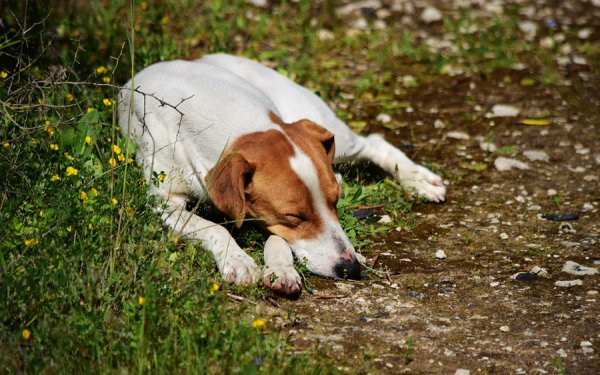Κάλεσμα Δήμου Σάμης για στήριξη και προστασία των αδέσποτων ζώων