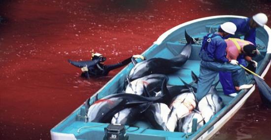 Σφαγή εκατοντάδων δελφινιών στο Ταϊτζί της Ιαπωνίας (Εικόνες/VIDEO)