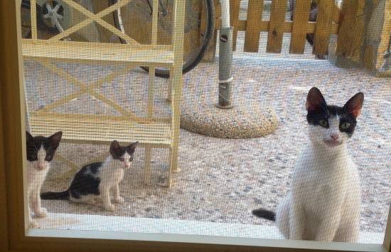 Δυο όμορφα γατάκια αναζητούν οικογένειες που θα τα φιλοξενήσουν