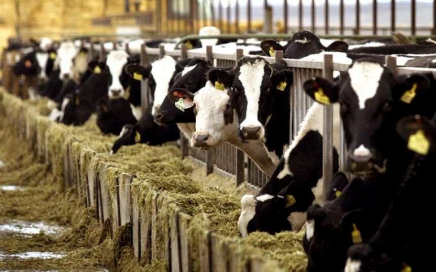 Κεφαλονιά: «Καμπανάκι» κινδύνου λόγω κρουσμάτων οζώδους δερματίτιδας βοοειδών στην Πελοπόννησο