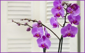 Μεγάλη συνεργασία του ανθοπωλείου "EuroFlowers" με εκπλήξεις και προνόμια