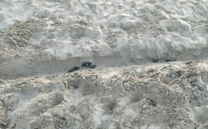 Μηνιές: Χελωνάκια παίρνουν τον δρόμο προς την θάλασσα στην παραλία Εγκλινα! (video - εικόνες)