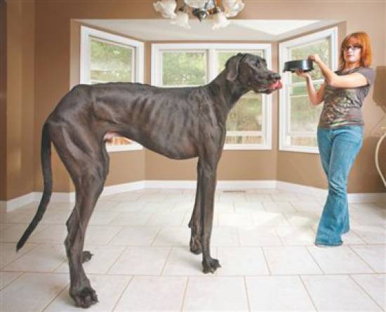 Ο ψηλότερος σκύλος του κόσμου!
