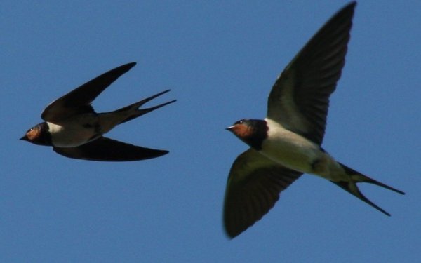 Έχουμε ''ξεφύγει'' εντελώς! Σκοποβολή πάνω σε … χελιδόνι στο Αργοστόλι