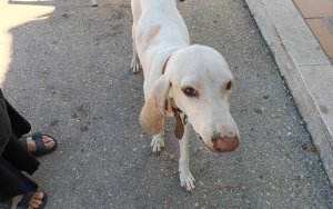 Αδέσποτο σκυλί στη Σάμη
