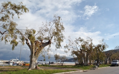 ΜΟΣΧΟΝΑΣ: 10.000 αντί για 7.000 ευρώ είχε κοστίσει το κλάδεμα των ευκαλύπτων στη Σάμη επί Κατσαίτη