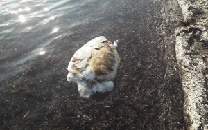 Νεκρή θαλάσσια χελώνα καρέτα καρέτα στα Καμίνια (Σκάλα)