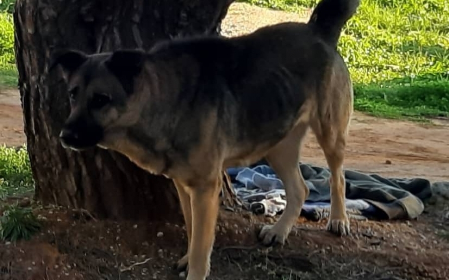 Το όμορφο λυκόσκυλο εντοπίστηκε στο Αργοστόλι και αναζητείται ο ιδιοκτήτης του