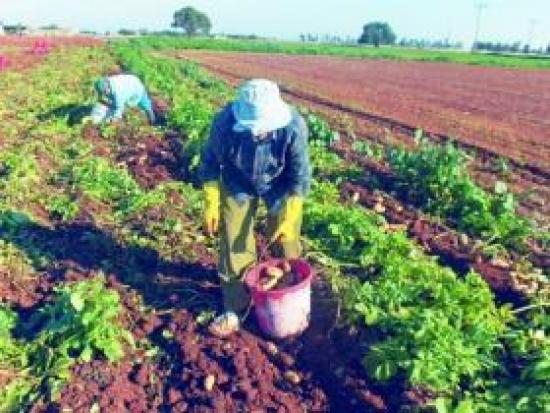 Μέτρα προστασίας έναντι επίκαιρης ασθένειας στις πατατοφυτείες