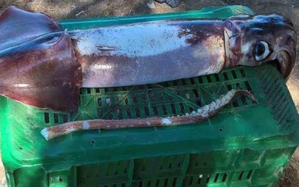 Η ατραξιόν της παραλίας - Έπιασαν καλαμάρι-γίγας στο Ναύπλιο (εικόνες)