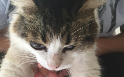 Αυτή η γατούλα αναζητά στοργή ή όποιον/α θα ήθελε την συντροφιά της...