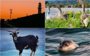 Οι δικές σας Κεφαλονίτικες φωτογραφίες στο Instagram - #inkefaloniagr - (26/3)