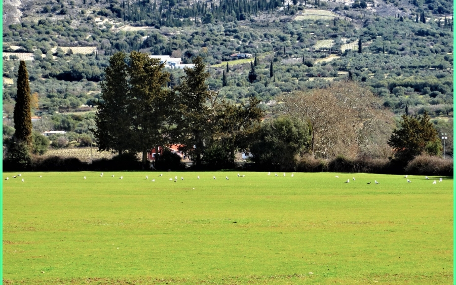 Ο Κάμπος του Αγίου αρχίζει και πρασινίζει - H άνοιξη προ των πυλών