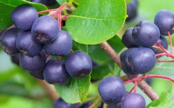 Αρώνια: ''Ο καρπός της νιότης''