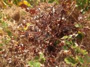 Καταστράφηκε η φετινή σοδειά στους αμπελώνες του Σωτήρη Κουρή