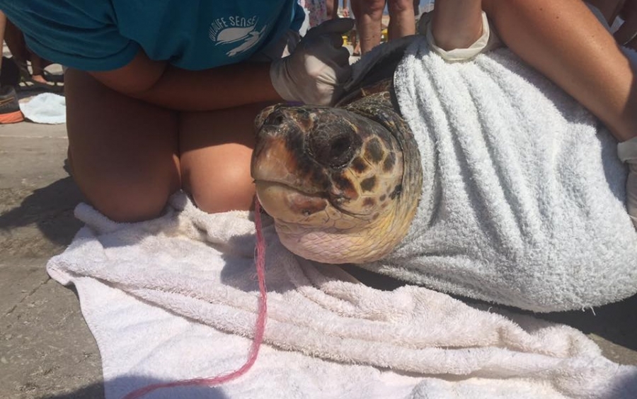 Έσωσαν χελώνα που είχε καταπιεί σχοινί στο Αργοστόλι (εικόνες/video)