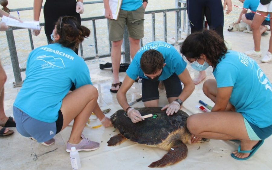 Αργοστόλι: Οι ερευνητές του Wildlife Sense, φρόντισαν για μία ακόμη φορά τις θαλάσσιες χελώνες (εικόνες)